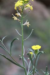 Erysimum substrigosum