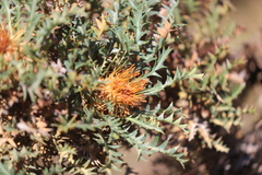 Banksia armata