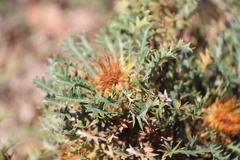 Banksia armata