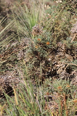 Banksia armata
