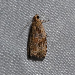 Olethreutes permundana