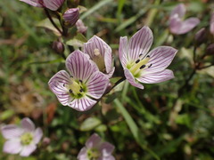 Gentianella patula