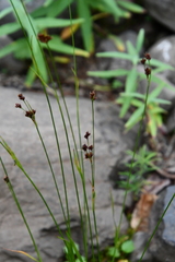 Luzula multiflora frigida