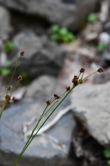 Luzula multiflora frigida
