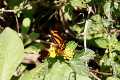 Castilia eranites