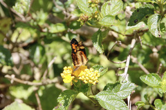 Castilia eranites