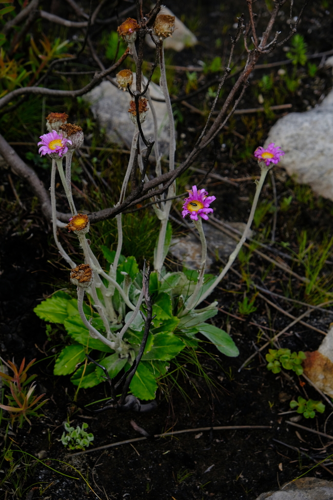 Robust Fire-Aster
