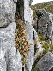 Oldenburgia intermedia