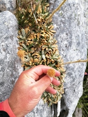 Oldenburgia intermedia