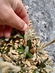 Oldenburgia intermedia