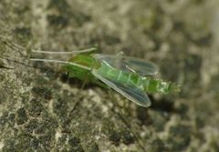 Kiefferulus opalensis