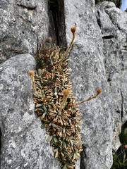 Oldenburgia intermedia