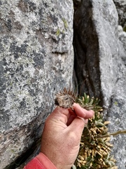 Oldenburgia intermedia