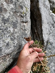 Oldenburgia intermedia