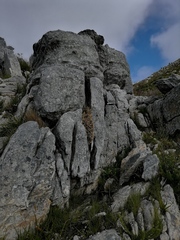 Oldenburgia intermedia