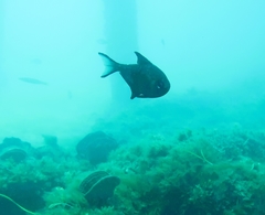 Pempheris multiradiata