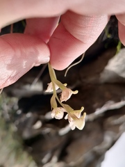 Disa uncinata