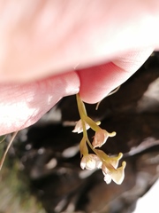 Disa uncinata