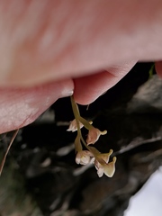 Disa uncinata