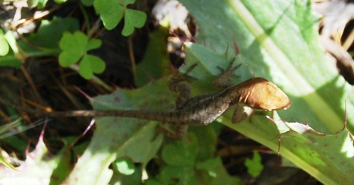 Anolis anisolepis