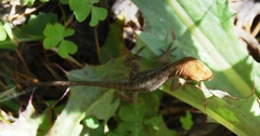 Anolis anisolepis
