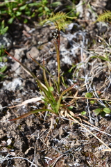 Luzula multiflora sibirica