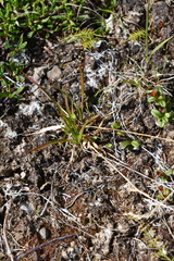 Luzula multiflora sibirica