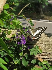 Papilio demoleus malayanus