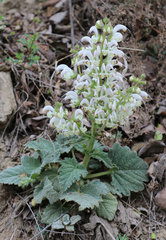 Salvia verbascifolia