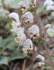 Salvia verbascifolia