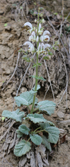 Salvia verbascifolia