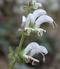 Salvia verbascifolia