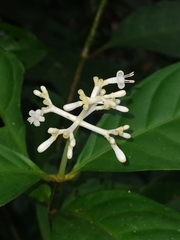 Psychotria cupularis
