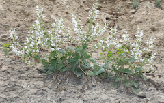 Salvia verbascifolia