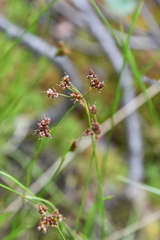 Luzula multiflora sibirica