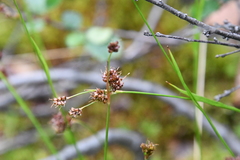 Luzula multiflora sibirica