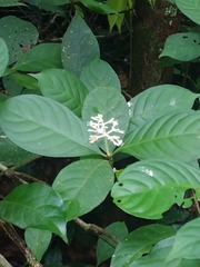 Psychotria cupularis