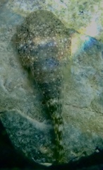 Gobiesox punctulatus