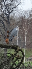 Ardea cinerea