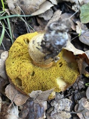 Aureoboletus citriniporus