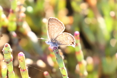 Theclinesthes sulpitius