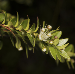 Metrosideros stipularis
