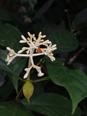 Psychotria cupularis