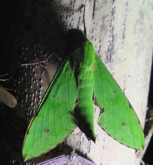 Euchloron megaera serrai