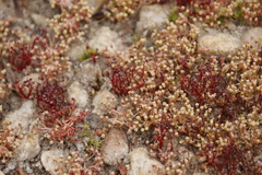 Crassula aphylla