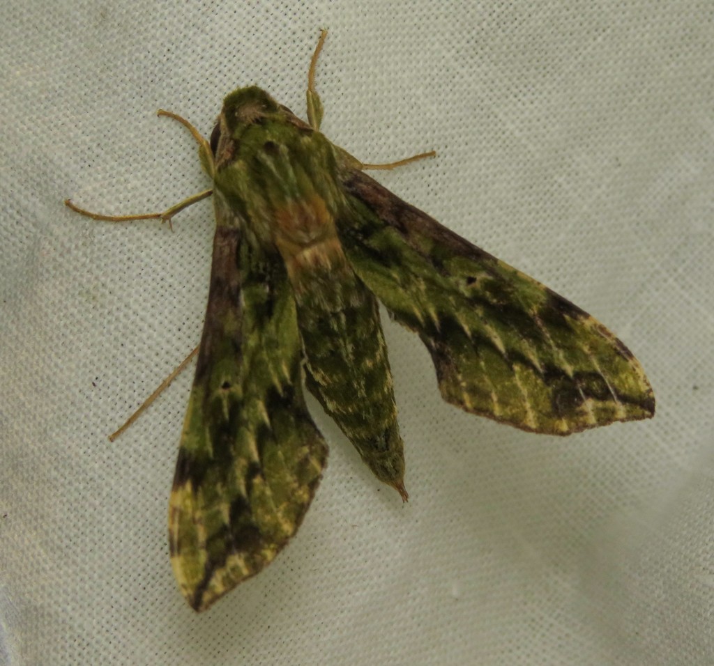 Theretra viridis