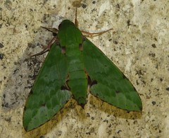 Euchloron megaera serrai
