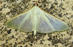 Stemorrhages sericea