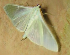 Stemorrhages sericea