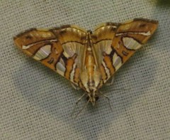 Glyphodes chrysialis